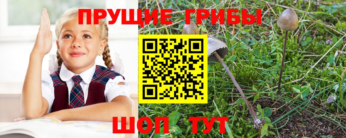 Саров  где найти   Вход с VPN  Псилоцибиновые грибы прущие грибы 